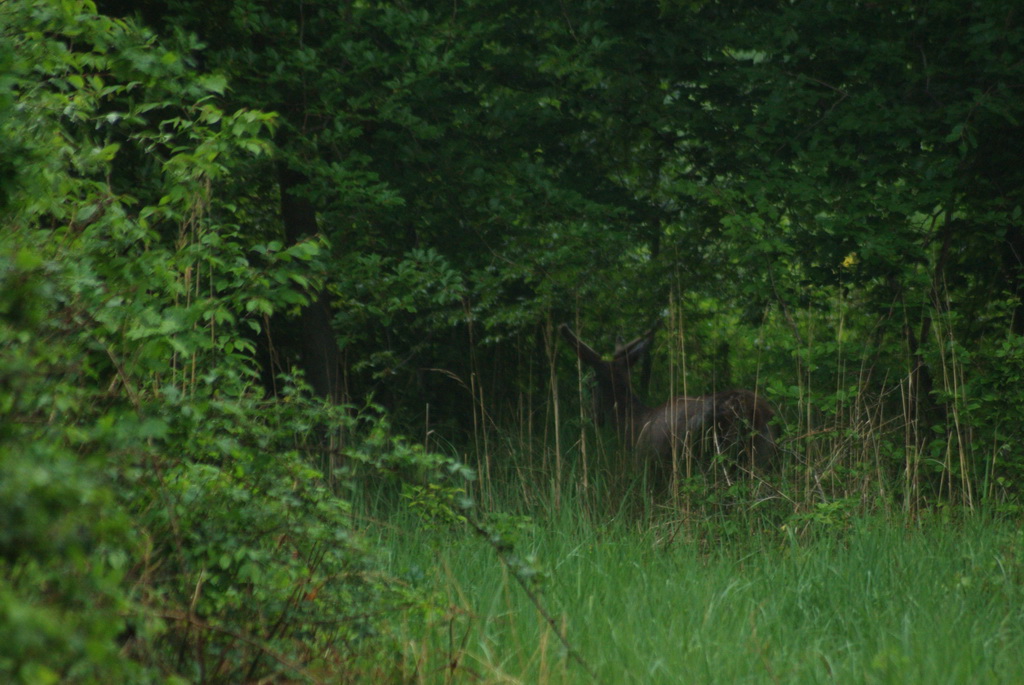 cerf